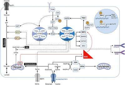 Immunoregulation: the interplay between metabolism and redox homeostasis